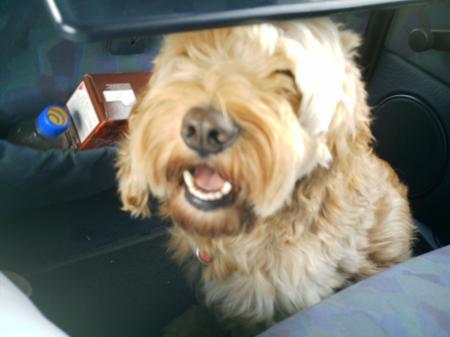 mon chien (caramel) dans la voiture