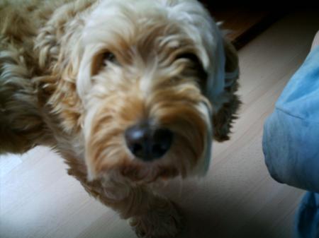 caramel (mon chien)