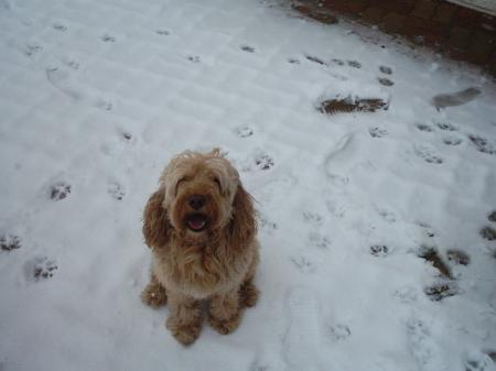 caramel (mon chien)