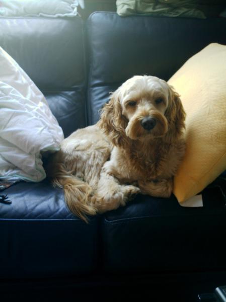 voici mon chien quand il est très fatiguer! mdr