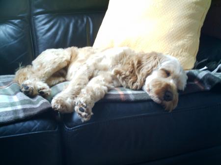 mon chien quand il dort (on dirai tro une peluche!)