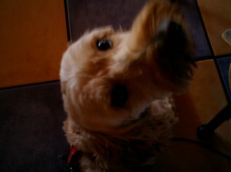mon chien mdr la tronche qu'il a!