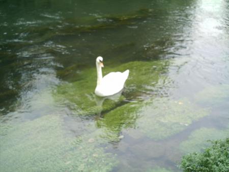 mon cygne ptdr