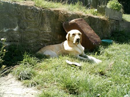 solo (le chien à juju)