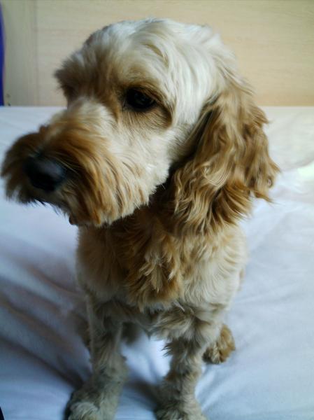 mon chien que j'adore mais des fois il est chiant!